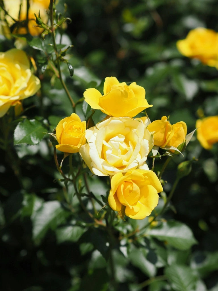 ROSA SEVILLANA GIALLO VASO 24
