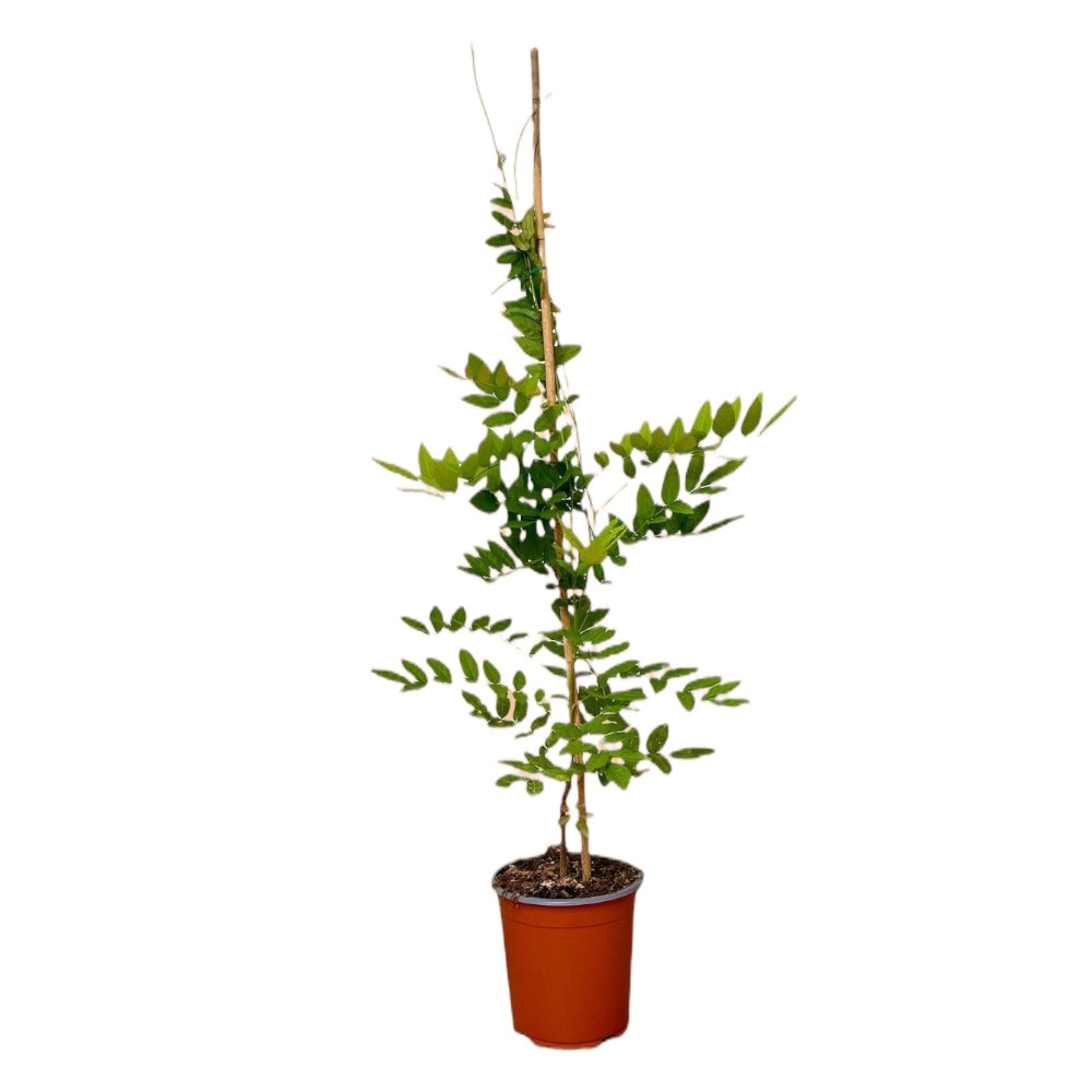 Glicine viola in vaso 17 cm