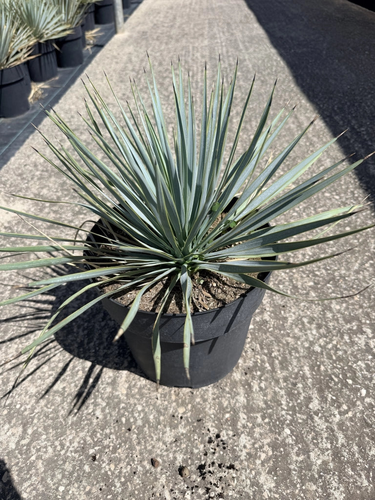YUCCA RIGIDA VASO 24