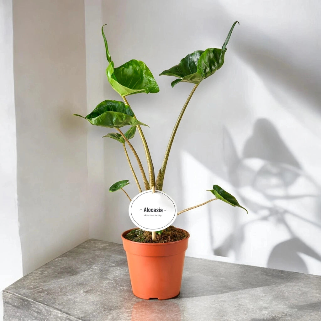 Gardenaria Alocasia stingray - Pianta da interno ornamentale Altezza: 25 cm (vaso 12)