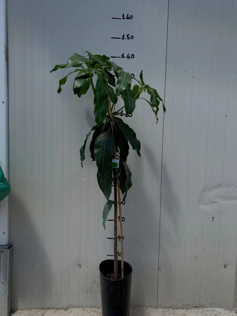 PIANTA MANGIFERA INDICA MANGO SENSATION INNESTATA H140cm foto reali