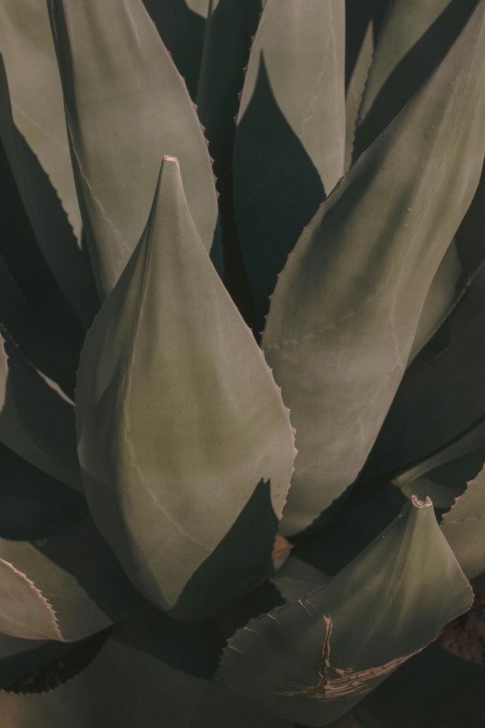 AGAVE AMERICANA VASO 70 Lt.100
