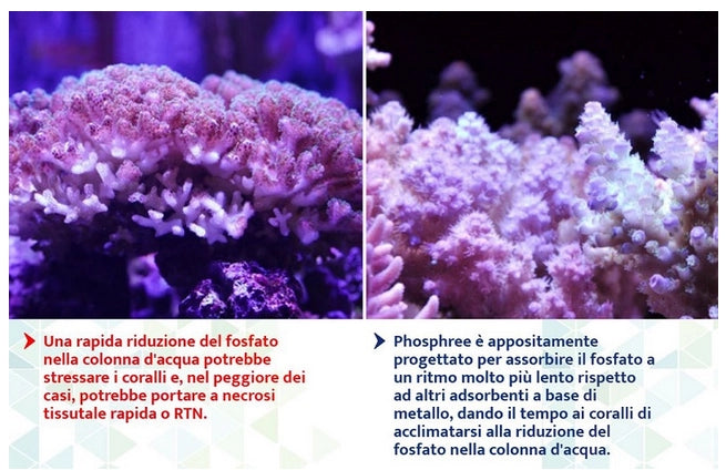 Maxspect Nano-Tech Phosphree 250ml - resina antifosfati per dolce e marino