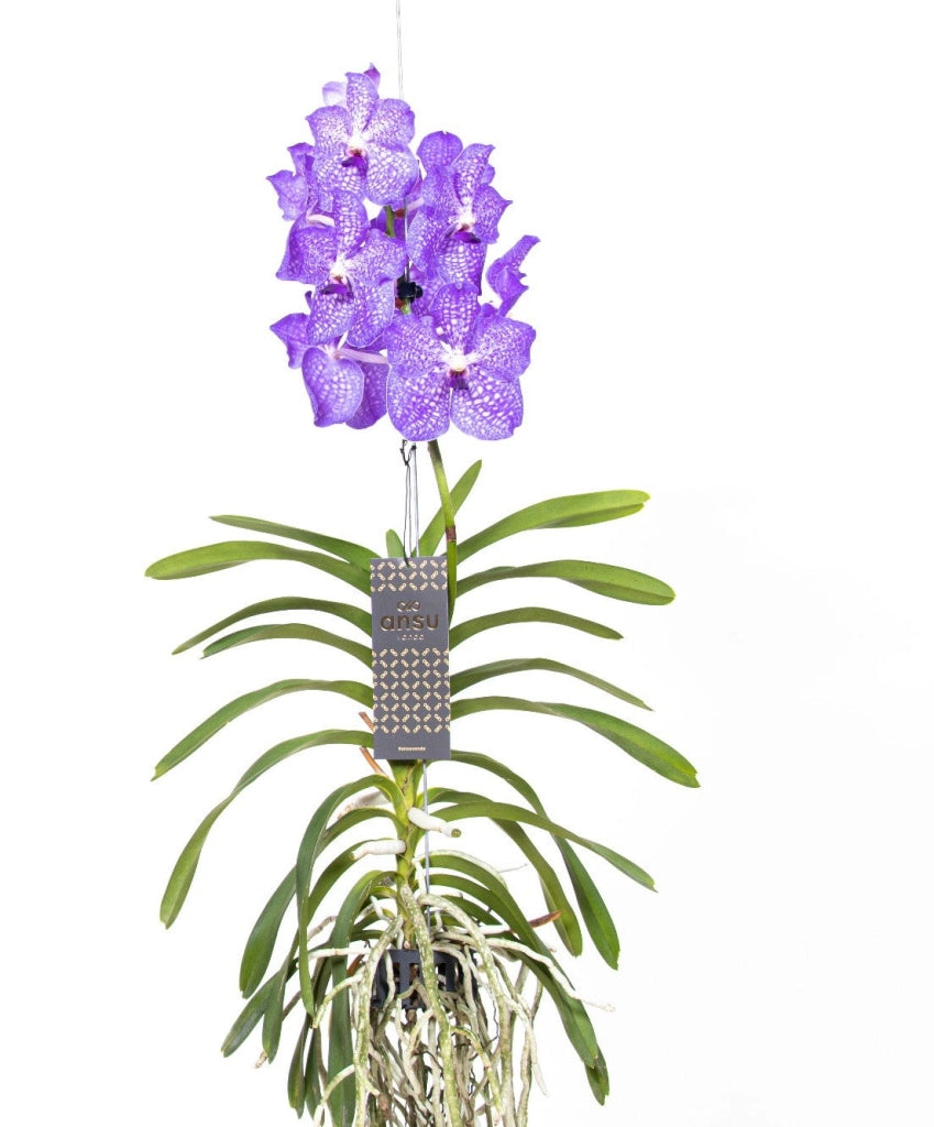 Gardenaria Vanda 'Light Blue' - Pianta da interno ornamentale Altezza: 80 cm (vaso 15)