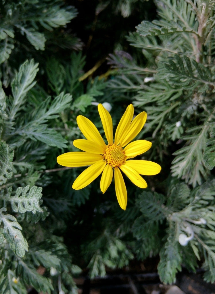 EURYOPS PECTINATUS (MARGHERITA GIALLA) VASO 24