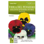 Violadel Pensiero Gigante Svizzera mix DB
