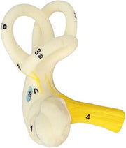 Modello Anatomico