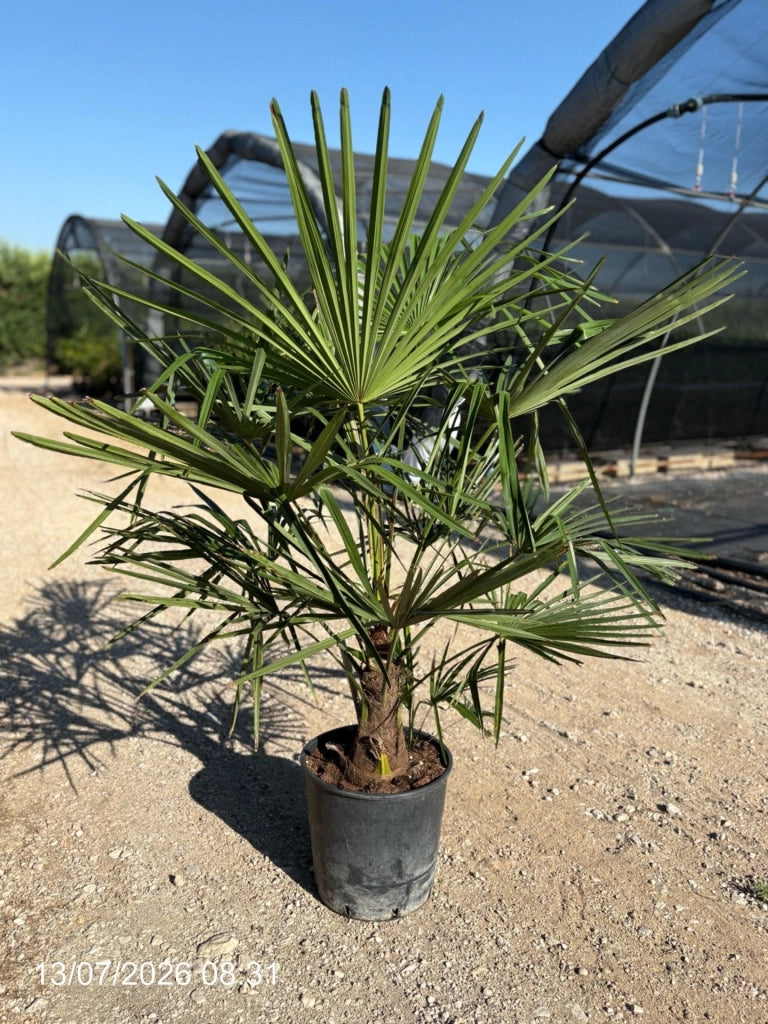 TRACHYCARPUS FORTUNEI VASO 30 H TR.20/30 Lt.18
