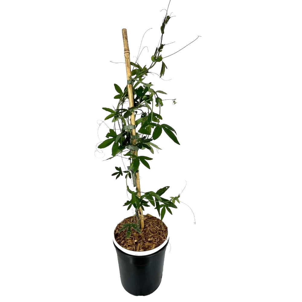Passiflora Caerulea in vaso 18 cm