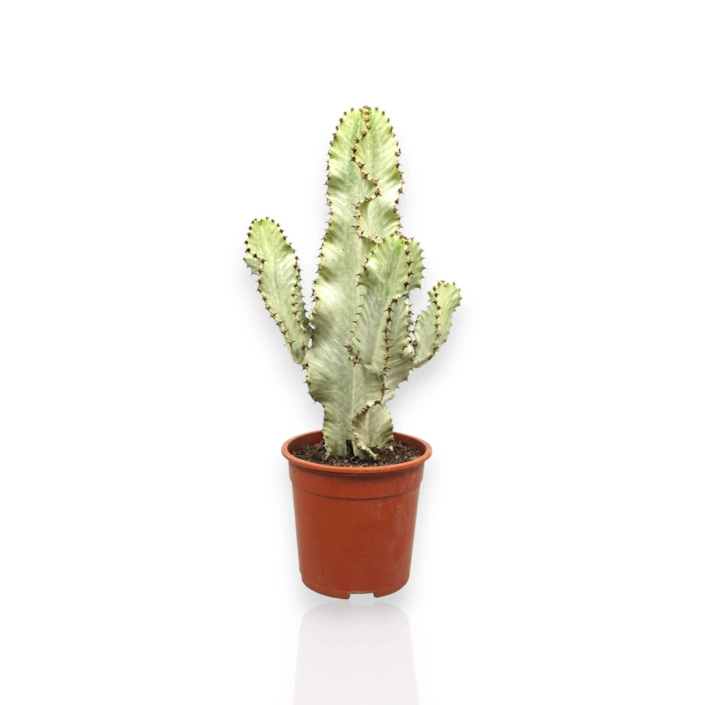 Gardenaria Euphorbia ingens variegata - Pianta da interno ornamentale Altezza: 55 cm (vaso 20)