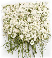 Fiori naturali essiccati - 100 pezzi per respiratori per bambini, decorazioni, candele, cera, gioielli, arte unghie, artigianato, scrapbooking e decorazione fiorale