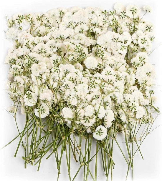 Fiori naturali essiccati - 100 pezzi per respiratori per bambini, decorazioni, candele, cera, gioielli, arte unghie, artigianato, scrapbooking e decorazione fiorale