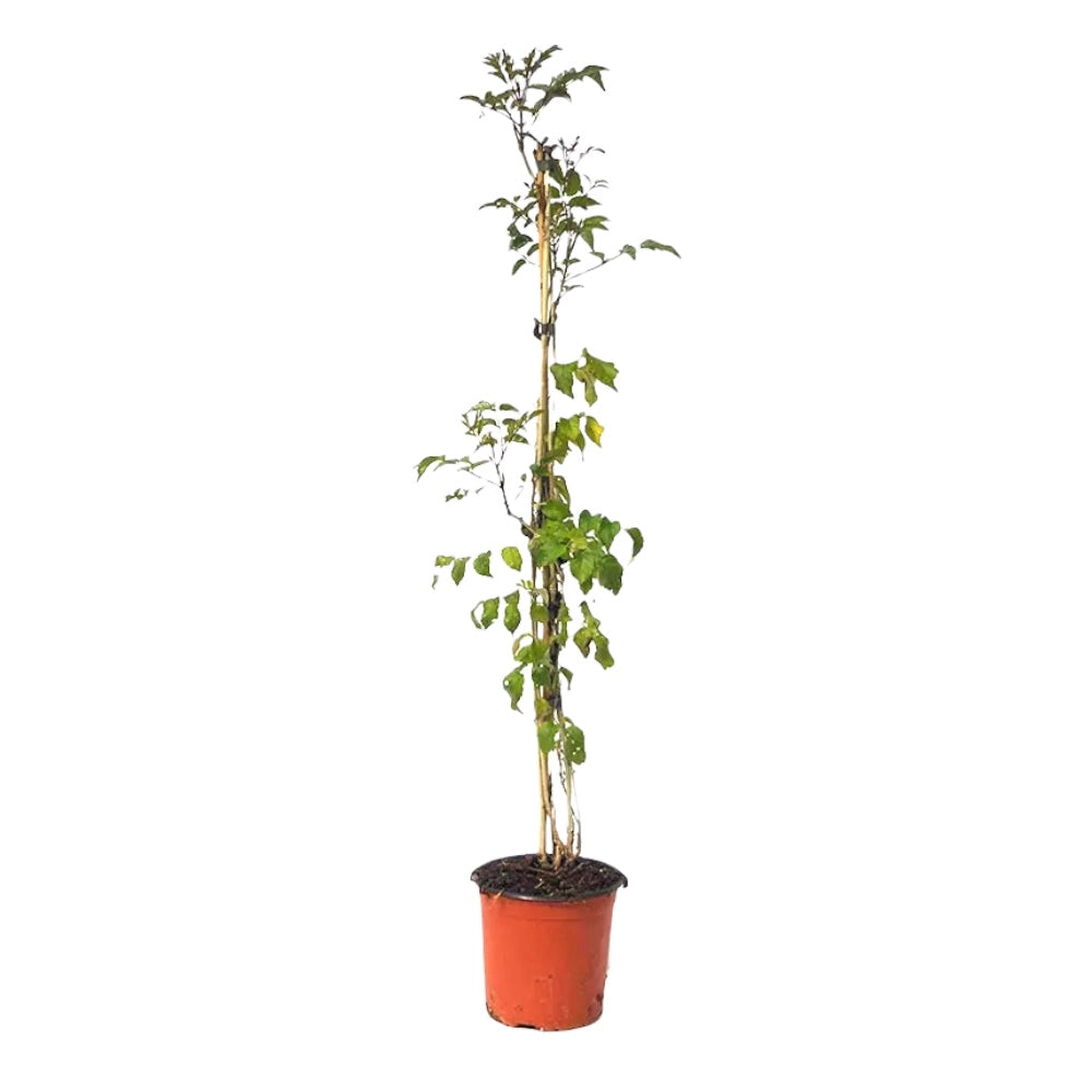 Pianta di BIGNONIA GRANDIFLORA rampicante FIORE ARANCIO vaso18 FOTO REALE