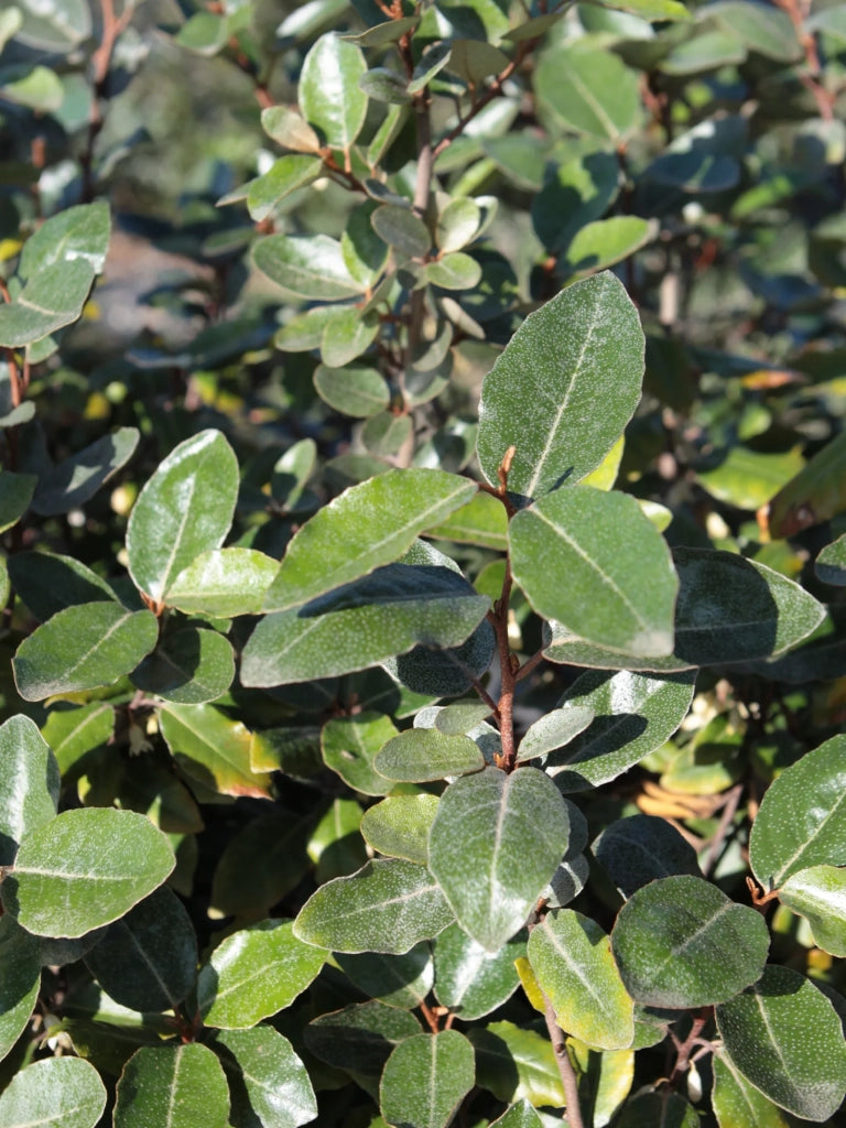 ELEAGNUS EBBINGEI COMPACTA PALLA 40