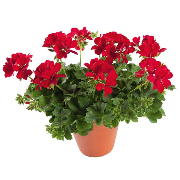 Concime ENERGY TURBO universale granulare AIUOLE ORTO PRATO FRUTTA 1 kg Flortis