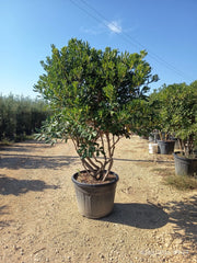 PITTOSPORUM TOBIRA MULTITRONCO 70 (E.Q.)