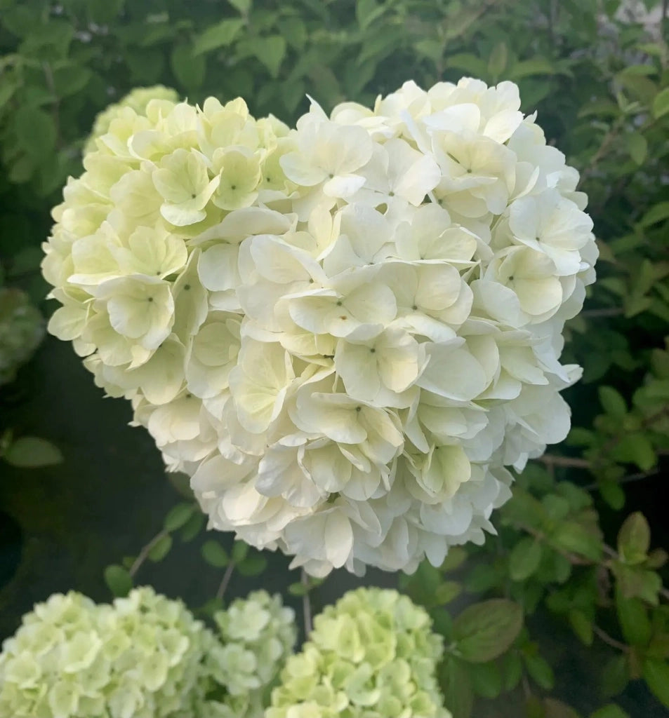 Gardenaria Viburno - Viburnum 'Macrocephalum' - Arbusto ornamentale da giardino Altezza: 50/70 cm (vaso19)