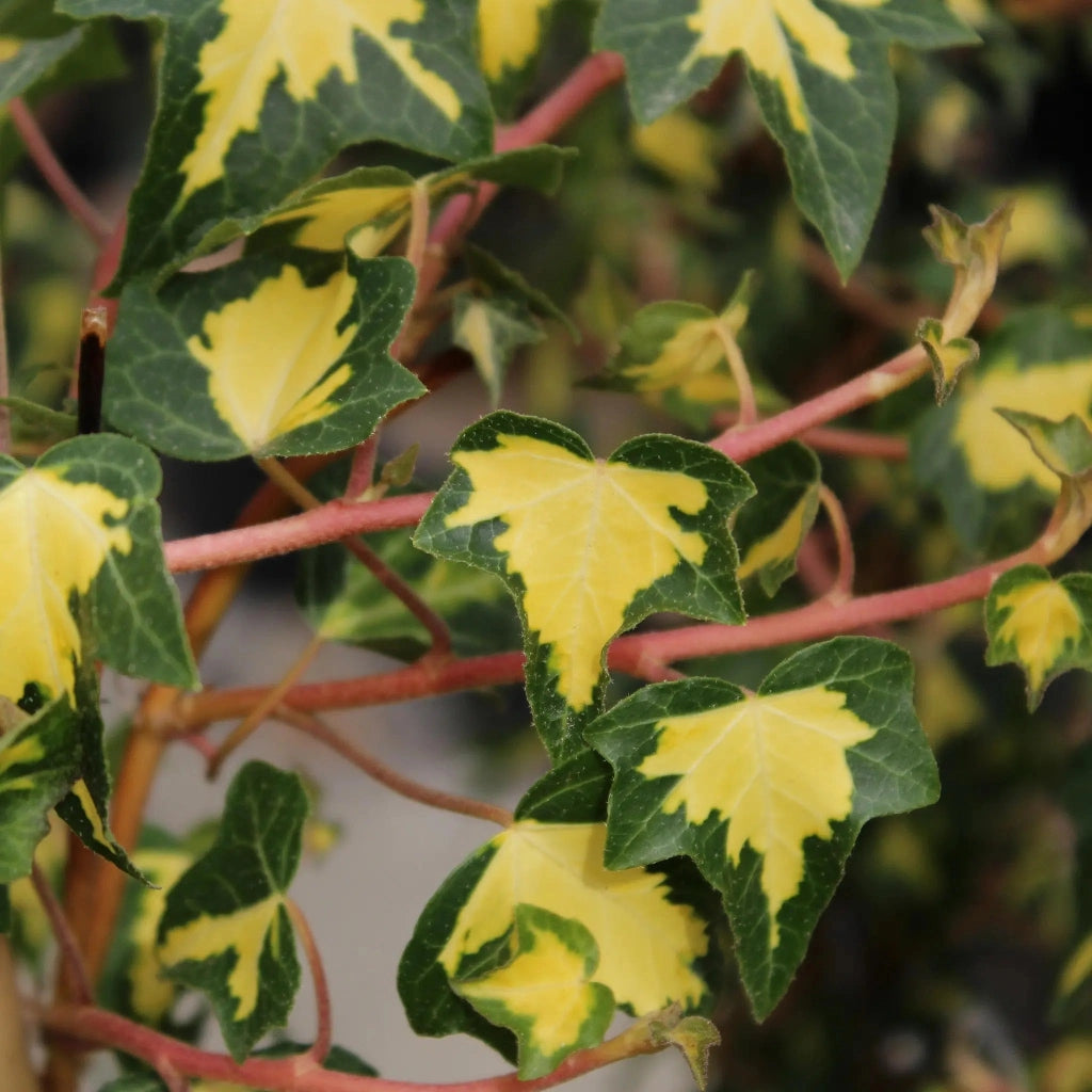 Gardenaria Edera - Hedera helix 'Goldheart' - Pianta rampicante ornamentale da esterno Altezza: 180/200 cm (vaso 24)
