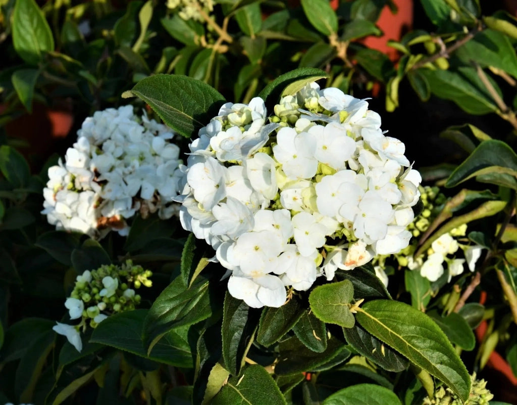 Gardenaria Viburno - Viburnum 'Macrocephalum' - Arbusto ornamentale da giardino Altezza: 50/70 cm (vaso19)