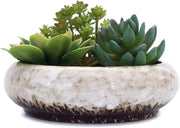 Piantine per Succulente in Ceramica a 18,5 cm con Foro di Drenaggio e Decorazione di Giardino per Cactus e Fiori (bianco)