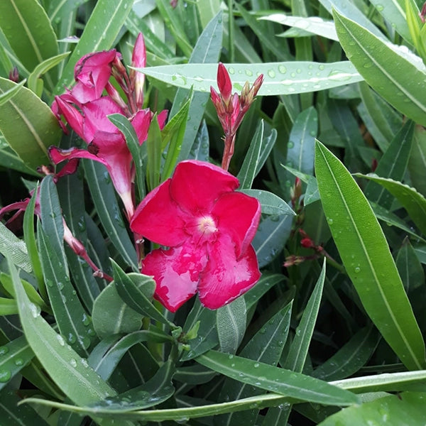 Pianta di Oleandro mini alberello fioritura colori mix in vaso 18 cm AMDGarden