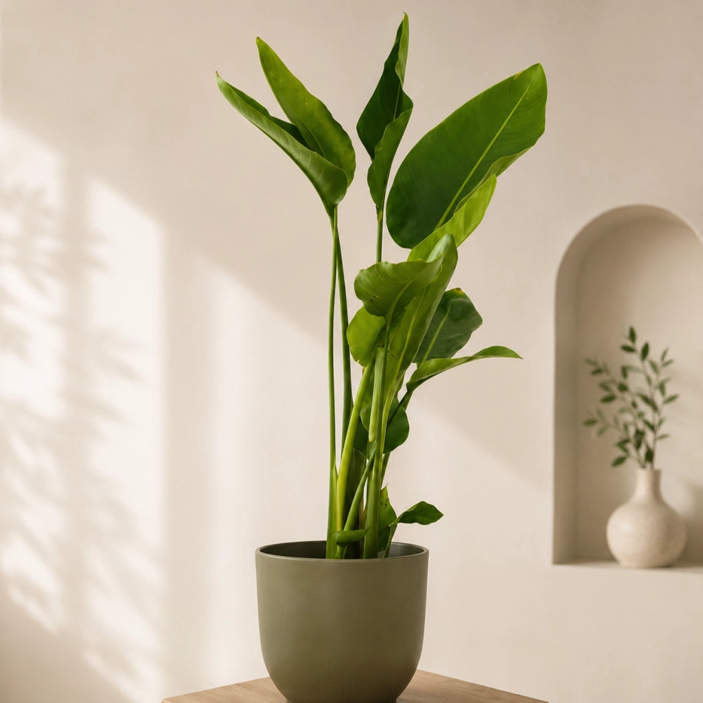 Gardenaria Strelitzia nicolai - Pianta da interno ornamentale Altezza: 180/200 cm (vaso 33)