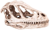Scheda Dinosaurio Realistica - Decorazione - Proprietà di Atto di Apprendimento - Dimensioni 12,5x4x6,5 cm - Scheda Dinosaurio