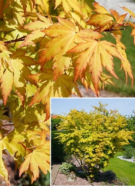 Pianta di ACERO GIAPPONESE Orange Dream Acer Japanase Jewels Foto Reali H 100cm
