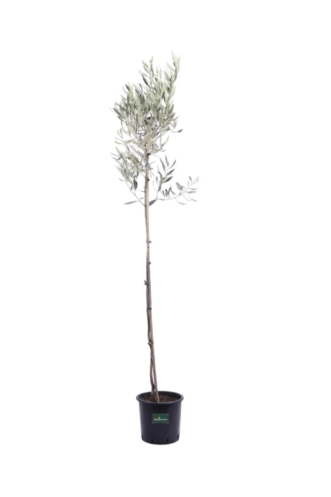 Olivo Frantoio 4 Anni in Vaso 24 – Eleganza Mediterranea