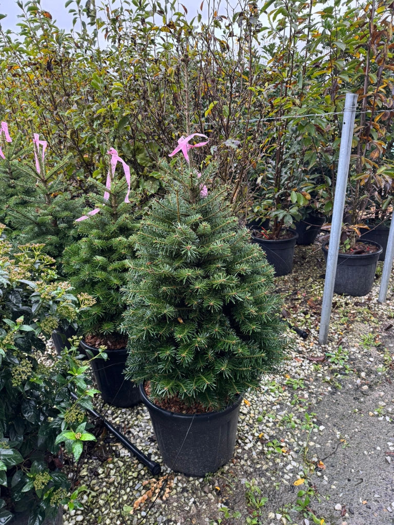 Abete Normandiano - (Abies nordmanniana) foto reali H 100cm