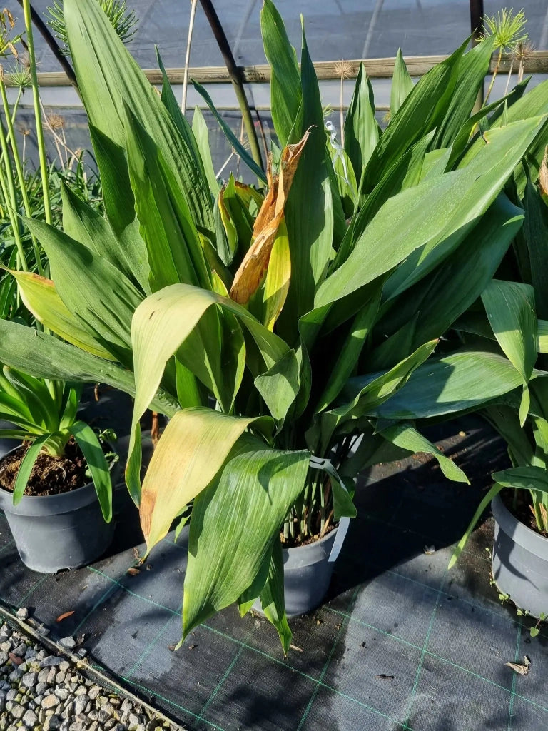 Gardenaria Asplenium scolopendrium - Pianta da interno ornamentale Altezza: 15 cm (vaso 9)