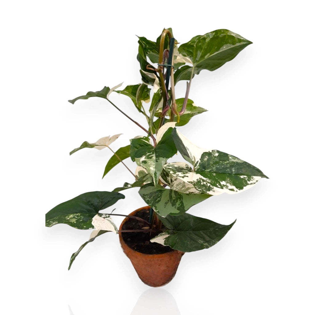 Gardenaria Syngonium variegata 'Alba' - Pianta da interno ornamentale Altezza: 40 cm (vaso 13)