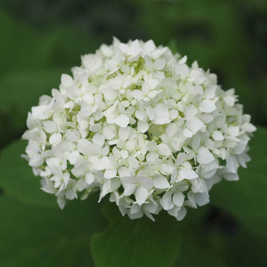 HYDRANGEA PANICULATA (Ortensia) VANILLA FRAISE CESP.40