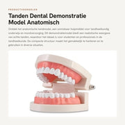 Modello Anatomico per la Dentistica - 28 Denti Fissi - Tegola Dentale - Materiale Duraturo - Strumento Educativo - Modello Clinico Dentistico