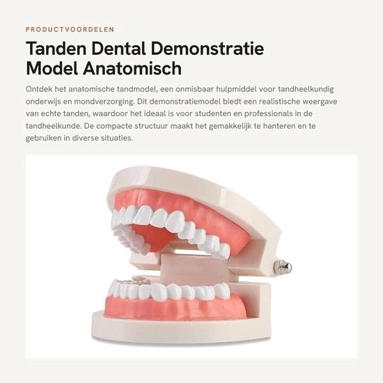 Modello Anatomico per la Dentistica - 28 Denti Fissi - Tegola Dentale - Materiale Duraturo - Strumento Educativo - Modello Clinico Dentistico