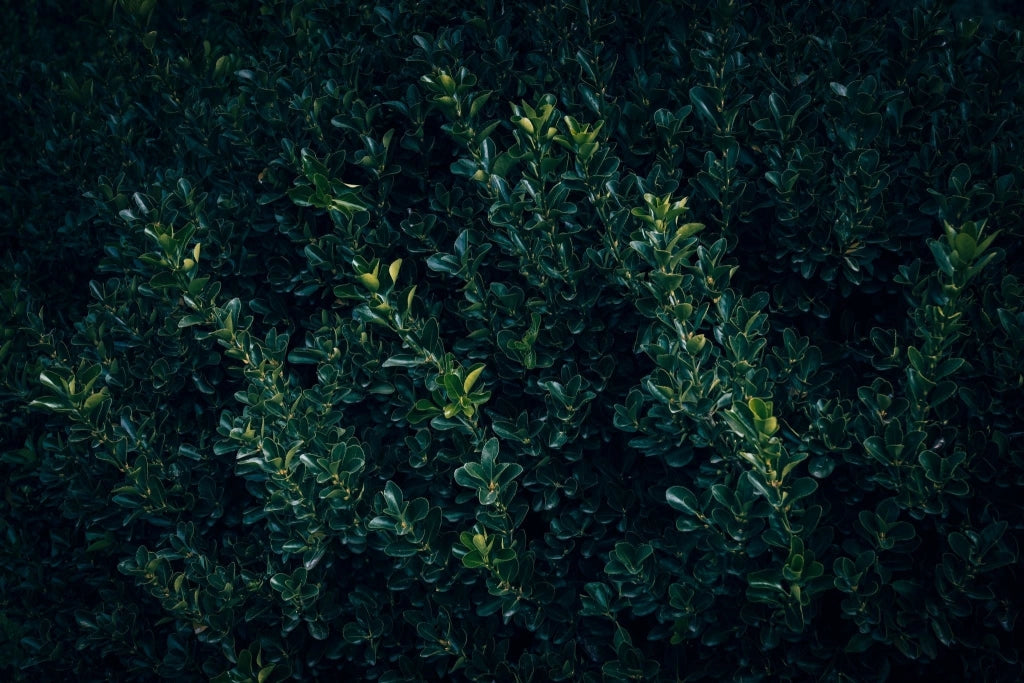 EUONYMUS LIVORNESE (EVONIMO) VASO 18