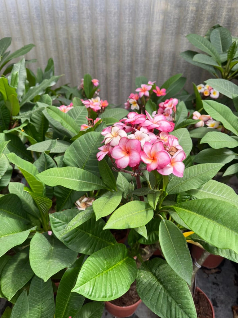 "Frangipani" Plumeria Jackie vaso 20 cm H60 – Pianta tropicale dai fiori profumati