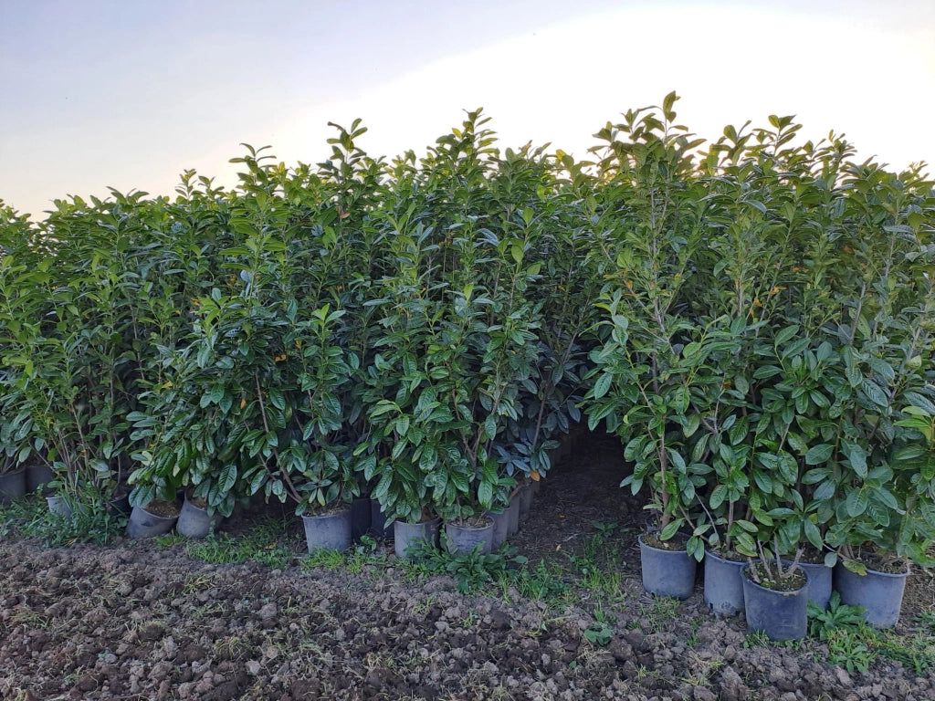 STOCK 40 PIANTE DI LAURO CERASO LAUROCESASUS (LAUROCERASO) H150/160 VASO 24 FOTO REALI SIEPE