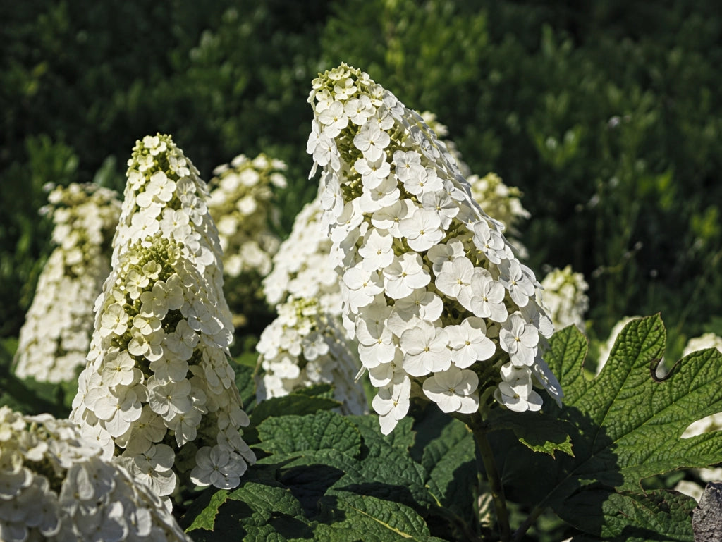 Gardenaria Ortensia - Hydrangea Quercifolia 'Snow Queen' - Pianta acidofila ornamentale da esterno Altezza: 40/50 cm (vaso19)