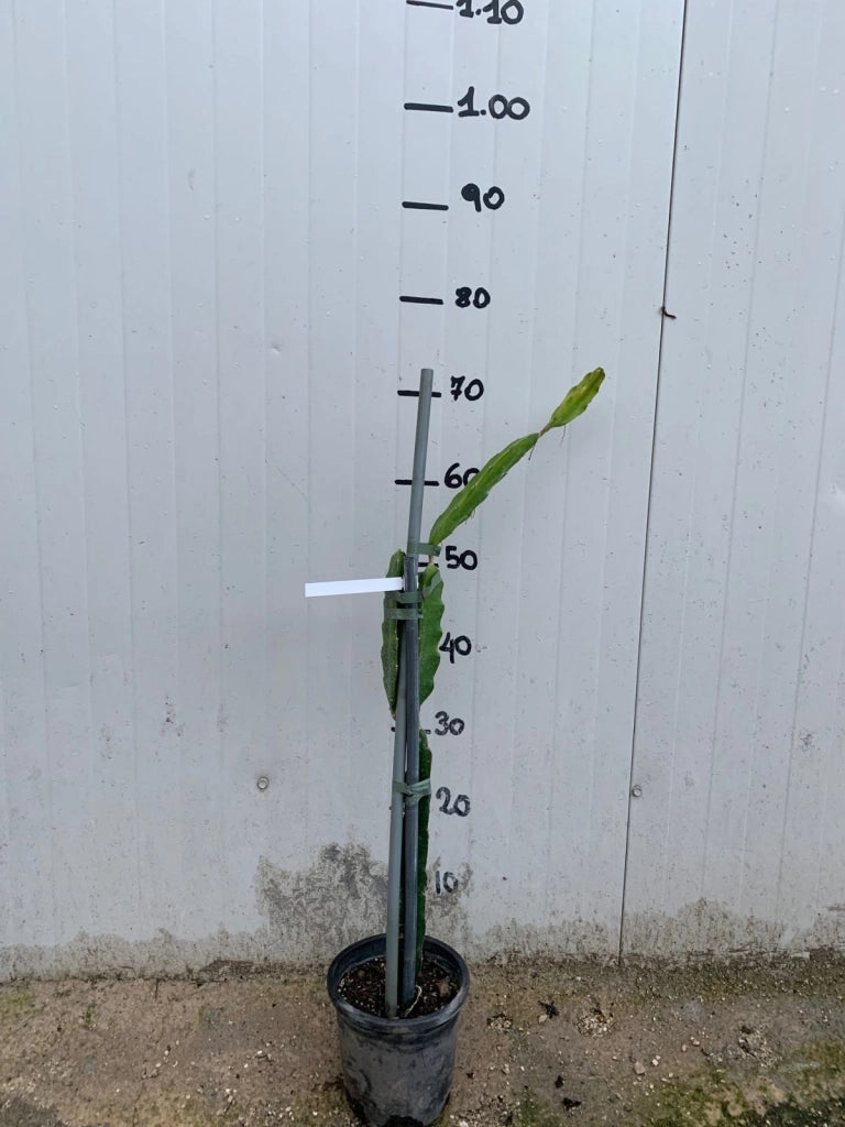 Hylocereus undatus, pitaya, frutto del drago, dragon fruit giallo H 80cm
