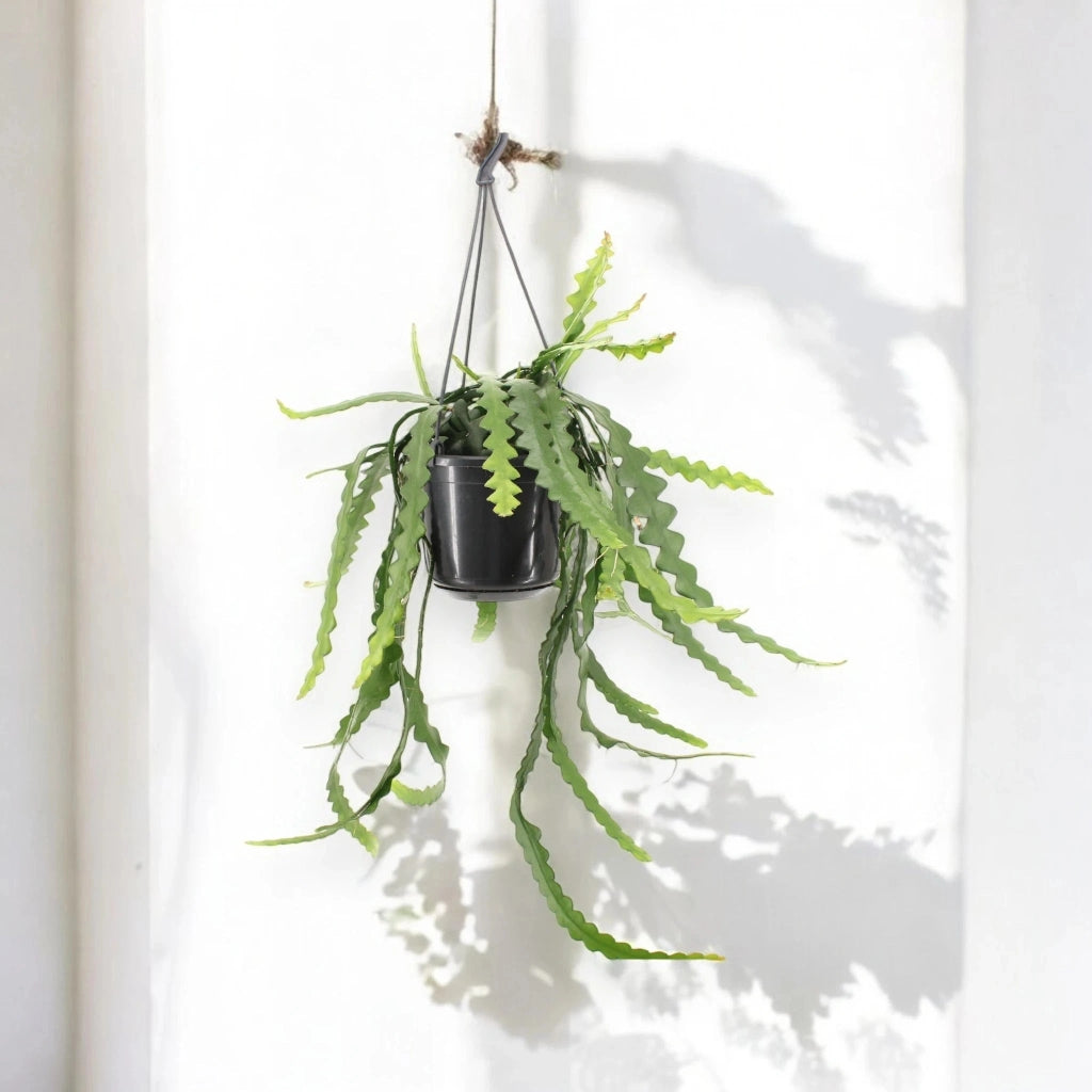 Gardenaria Epiphyllum anthonyanus - Pianta da interno ornamentale Altezza: 40 cm (vaso 15)