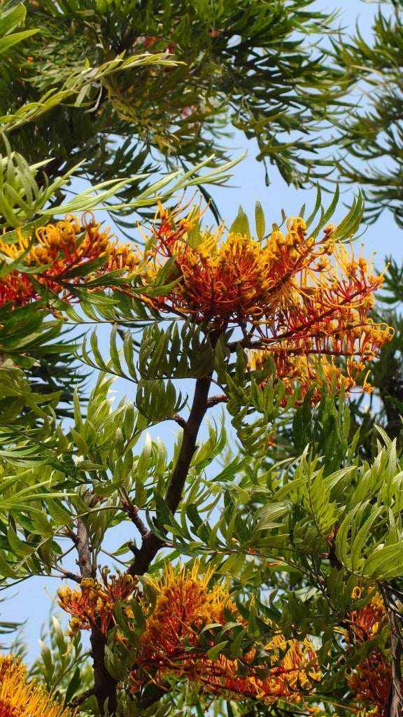 GREVILLEA MONT TAMBORITA VASO 18