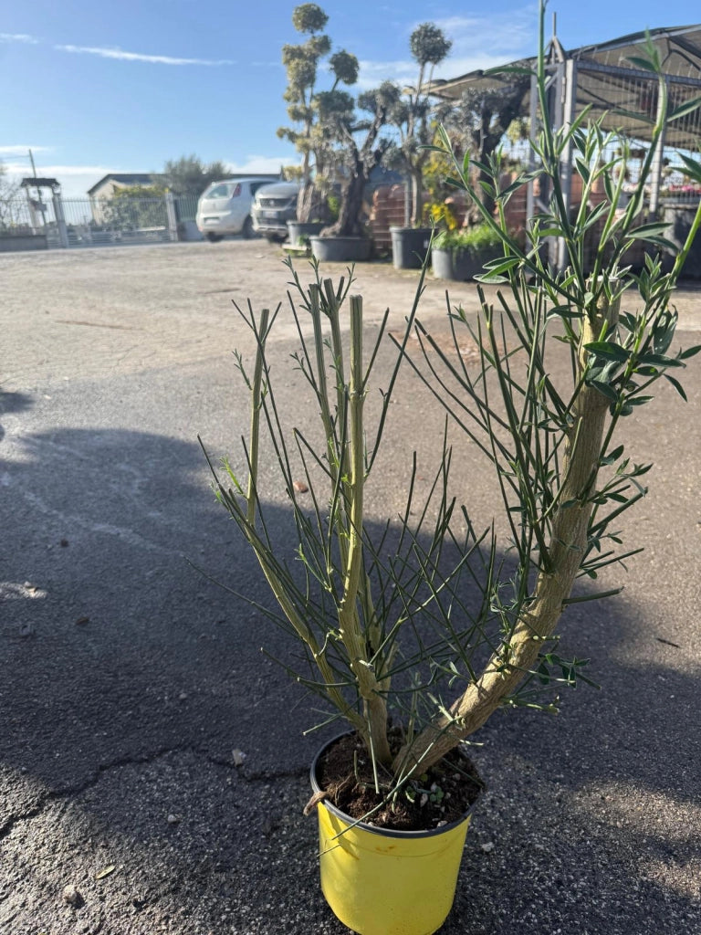 Spartium junceum – Ginestra odorosa mediterranea a fioritura gialla profumata
