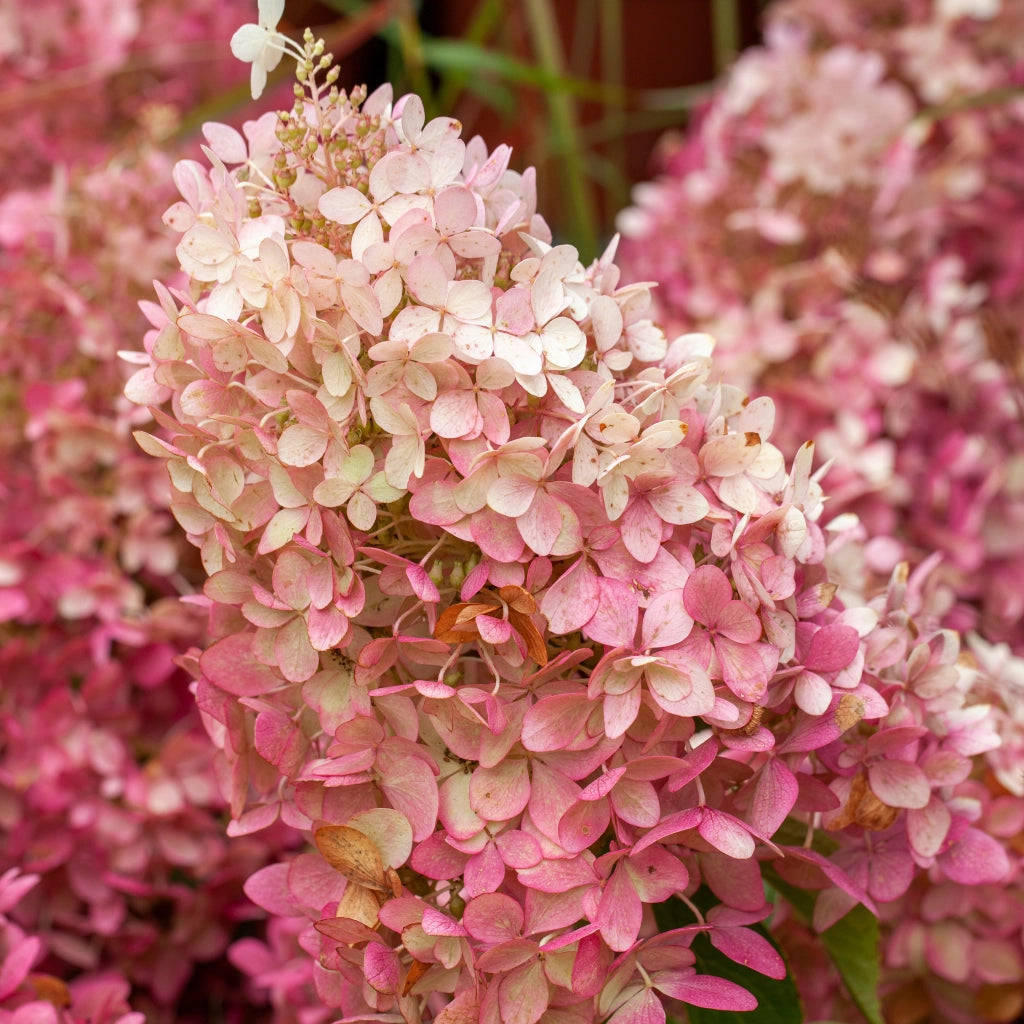 Gardenaria Ortensia - Hydrangea Paniculata 'Graffiti' - Pianta acidofila ornamentale da esterno Altezza: 40/50 cm (vaso19)