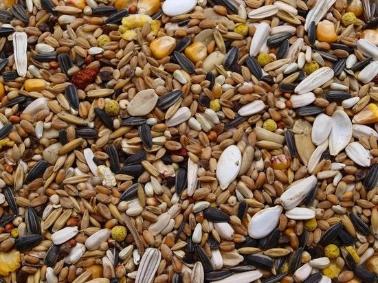 Nutrimento per uccelli selvatici - 5 kg