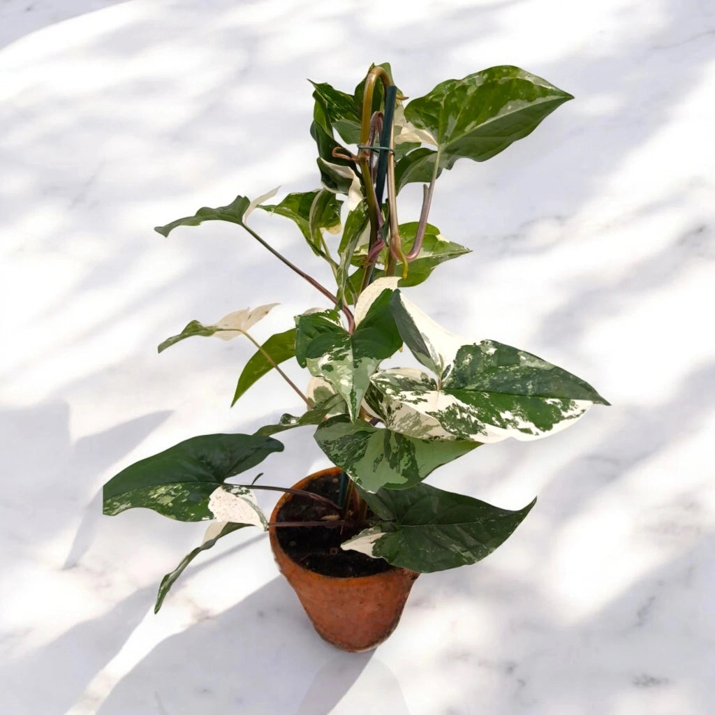 Gardenaria Syngonium variegata 'Alba' - Pianta da interno ornamentale Altezza: 40 cm (vaso 13)