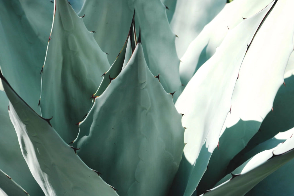 AGAVE DESMETTIANA VARIEGATA CIOTOLA 30