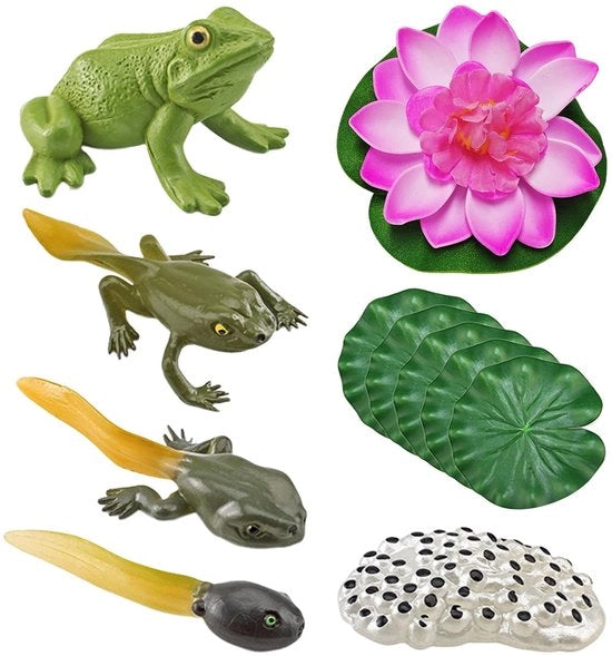 Modello educativo della ciclo vitale del ragnatelo 5 parti - Modello foglia di loto - Modello fiori di loto - Strumento educativo - Modello animale di simulazione - Materiale plastico multicolore - Modello educativo
