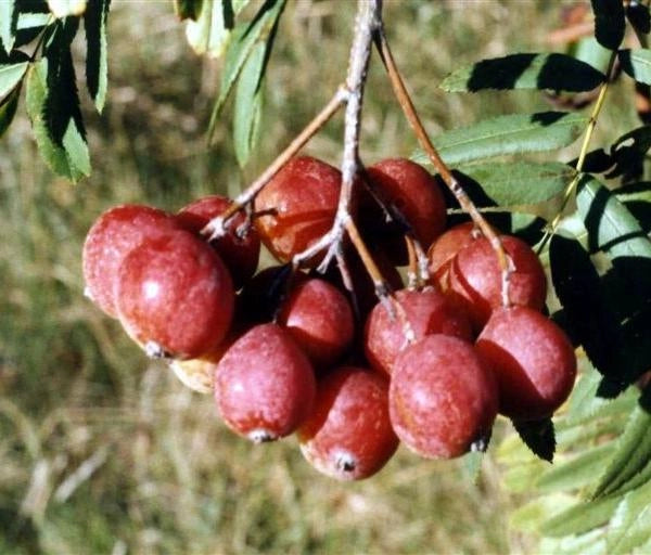 Sorbo domestico albero da frutto della famiglia delle Rosacee sorbole