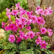 Bulbi di Incarvillea Delavayi Rosa I – Fiori eleganti e raffinati